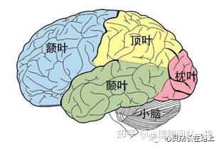 前额叶的故事---控制为核心，与情绪博弈 - 知乎
