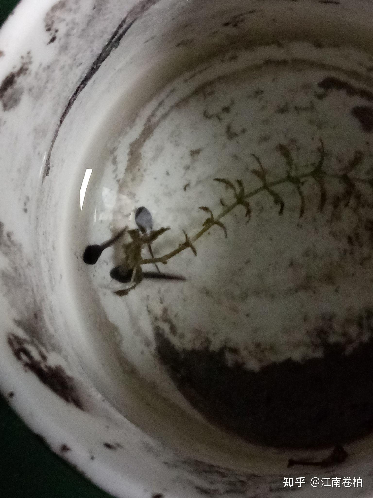 蝌蚪的解剖 - 知乎