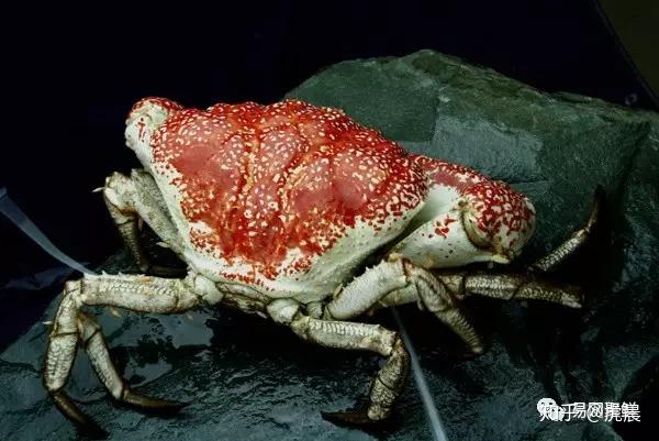 殿堂级极品海鲜澳洲皇帝蟹