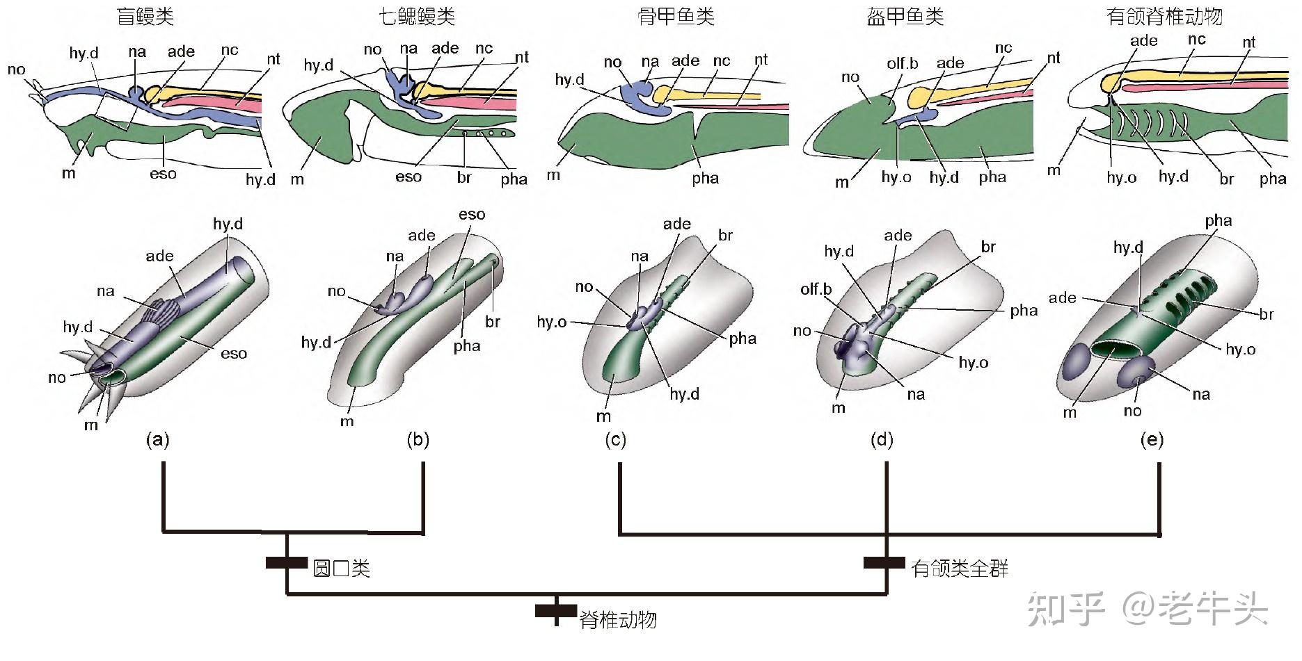有颌鱼类的颌骨是如何演化出来的? - 知乎