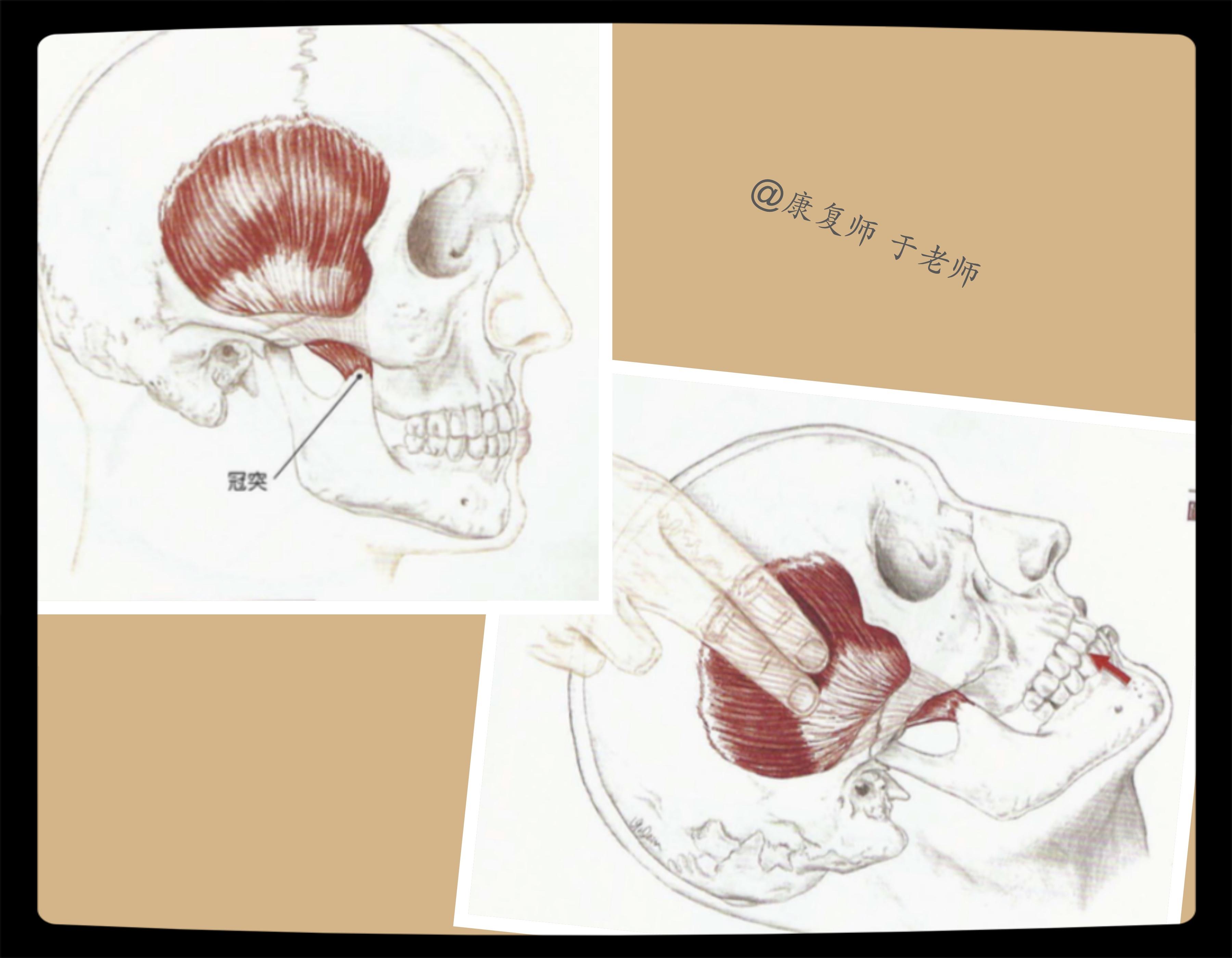 图1-43 下颌骨(侧面观)-基础医学-医学