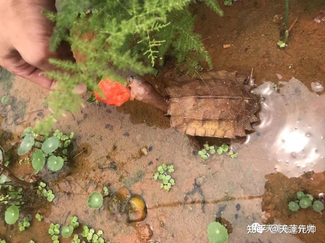 丛林精灵大眼呆萌枫叶龟地龟