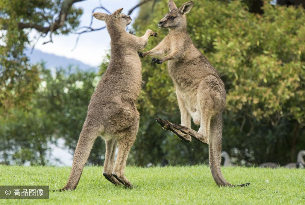 有没有见过袋鼠打架的样子 - 知乎