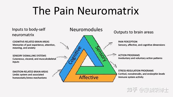 肌骨疼痛的神经生理学来自组织对疼痛感受的神经矩阵
