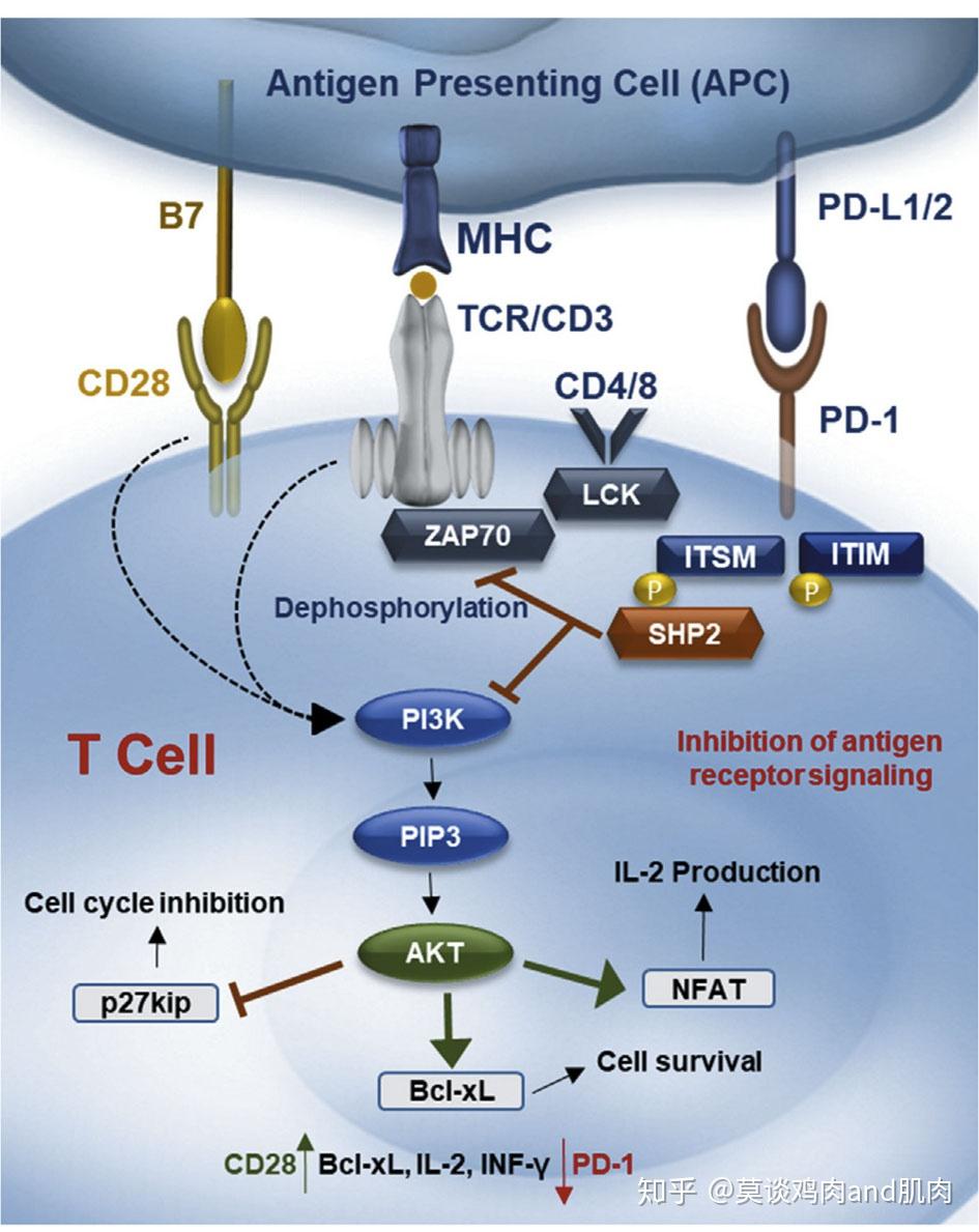 靶向PD-1和PD-L1的肿瘤免疫药物 - 知乎