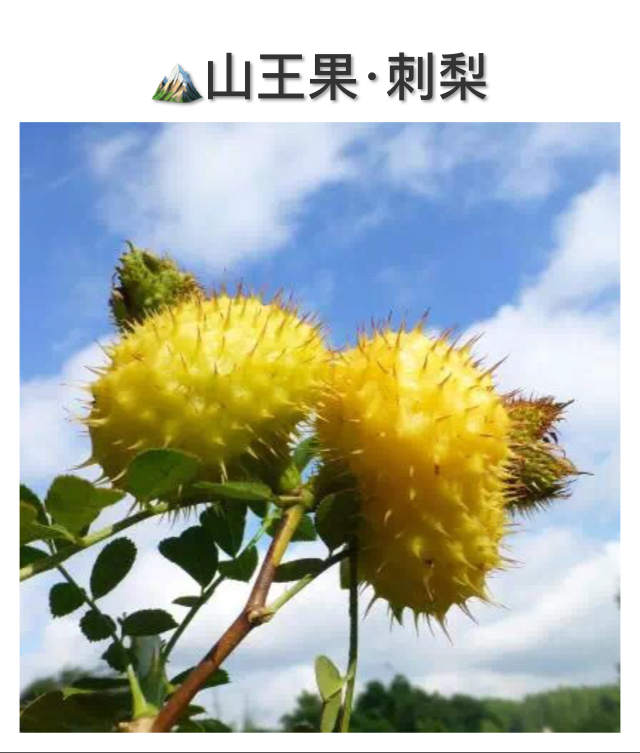 药食同源天然刺梨山王果