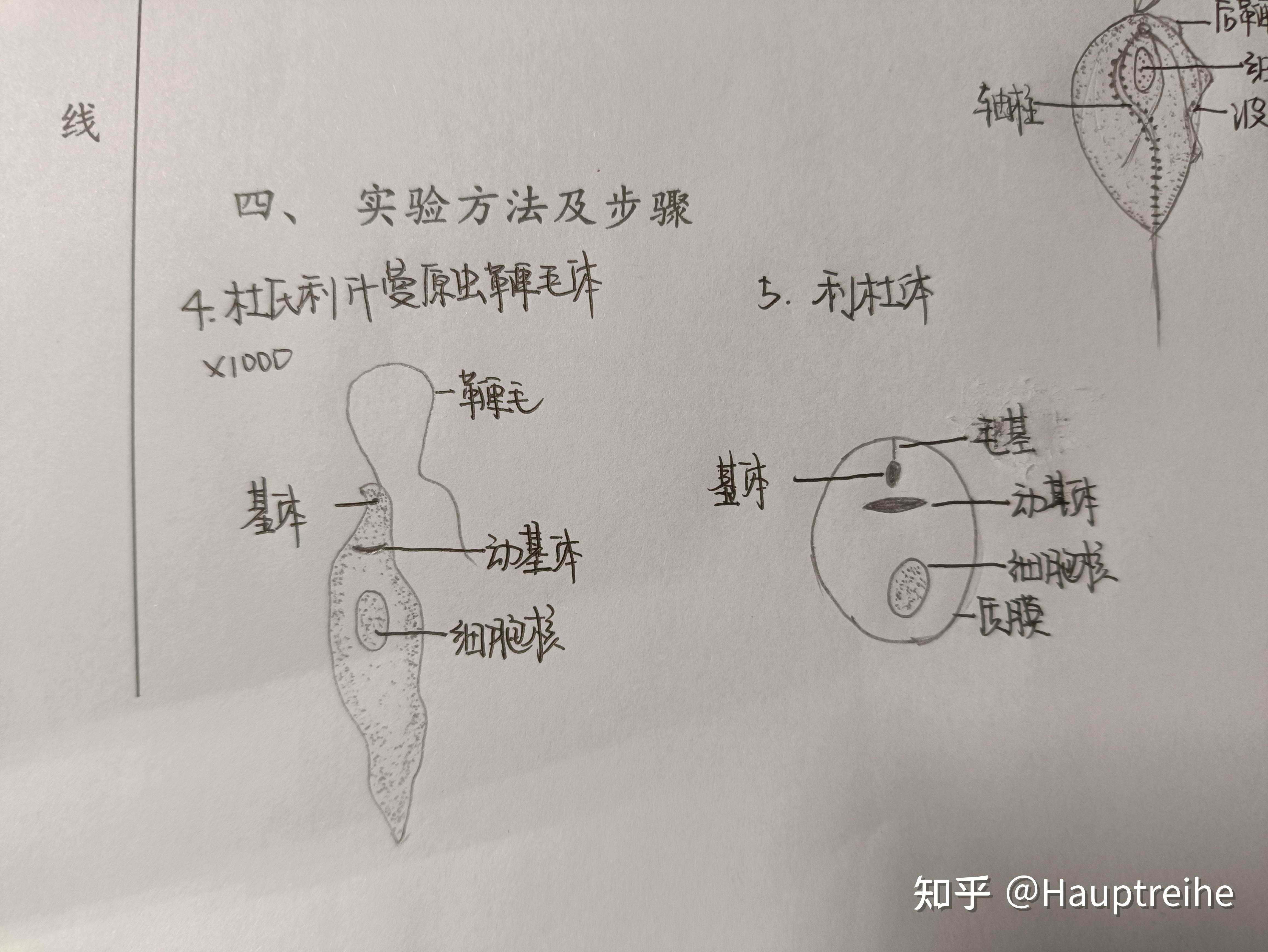 间日疟原虫铅笔手绘图图片