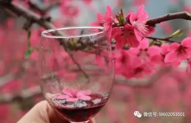 花可以做酒吗 花酒怎么制作? - 知乎