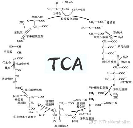 tca的前期准备—丙酮酸变身乙酰coa