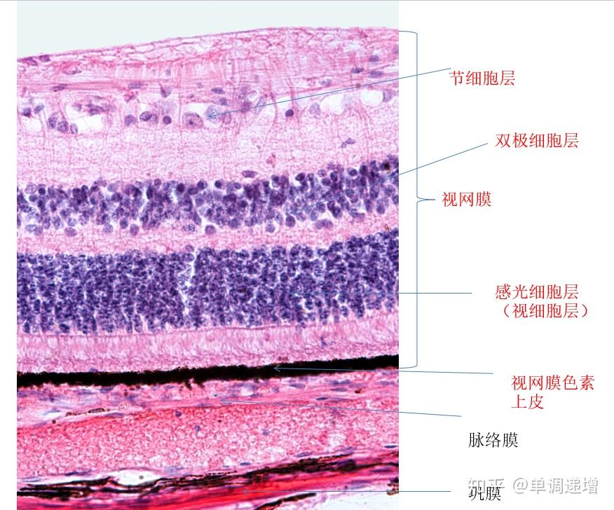 组胚实验切片复习要点 - 知乎