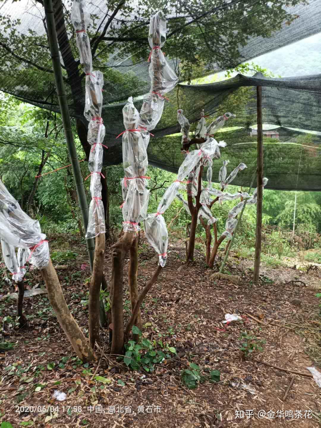 油茶树嫁接茶花茶梅黄石站