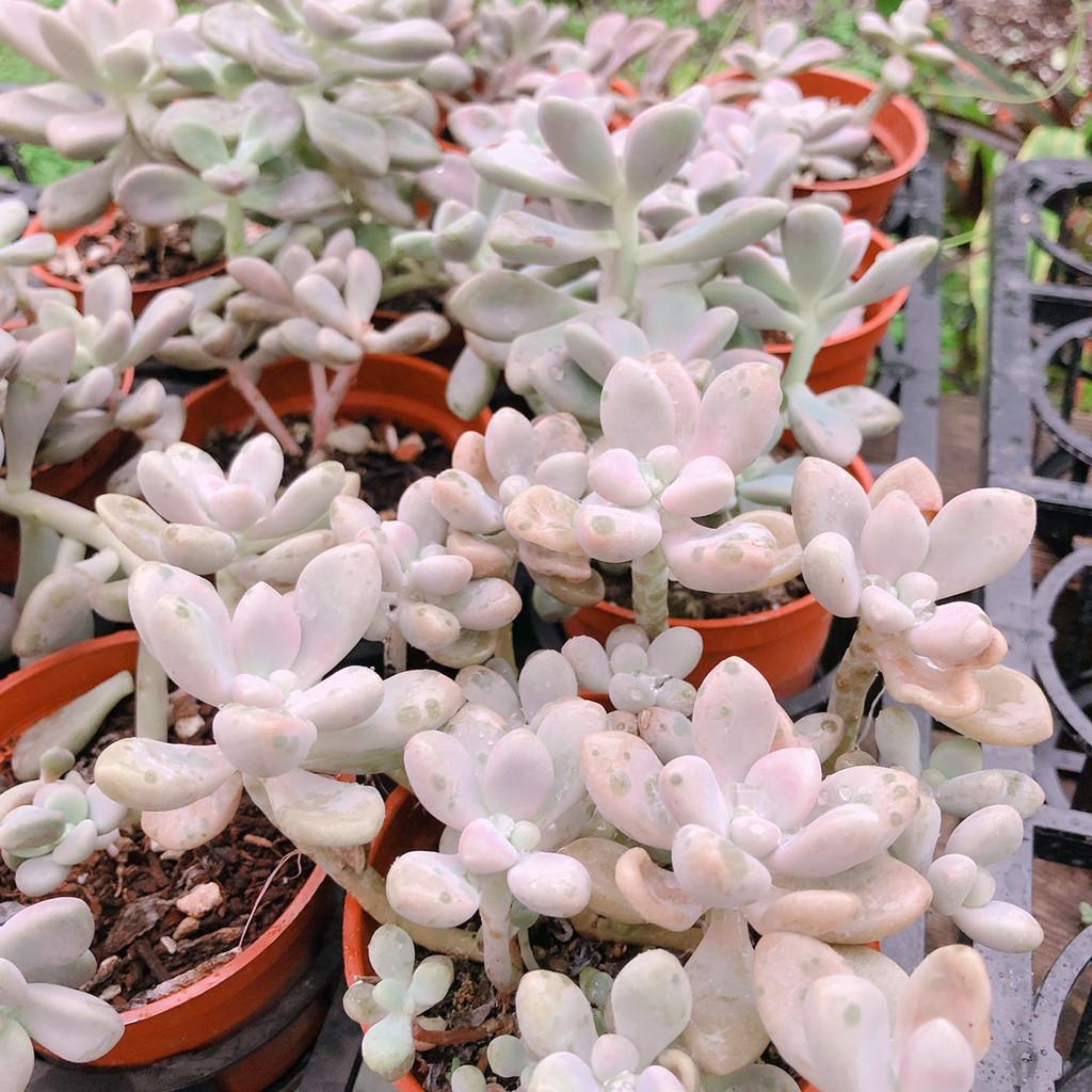 twentyeight姬秋丽景天科风车草属