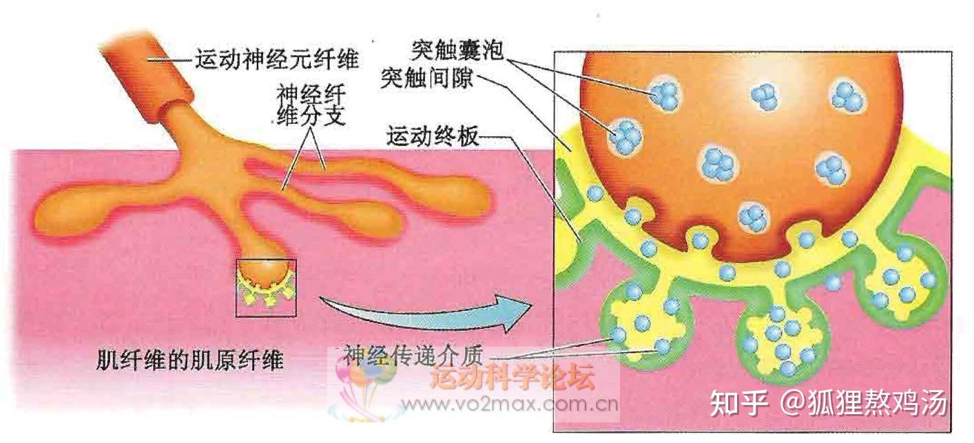 神经肌肉接头处的图片