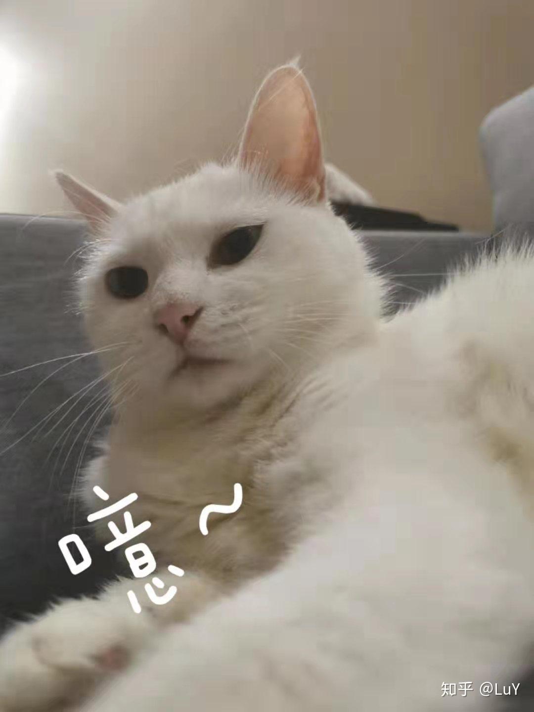 刚出生没多久的小奶猫怎么养?