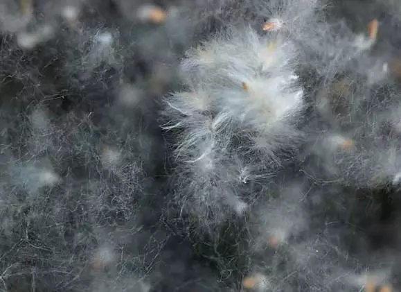 柳絮?杨絮?满天白毛是什么?|植物小百科 - 知乎