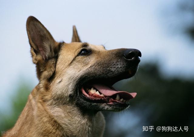 梦见狗咬手指，预兆与心理解析的深层探索