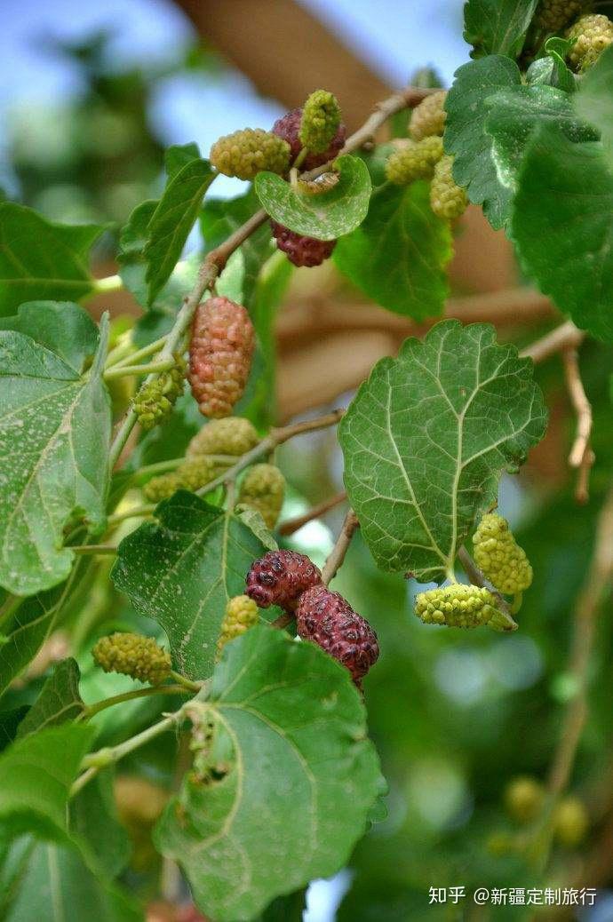 1,【八角梨】其实在日常生活当中,梨子并不是非常罕见的一种水果,但是