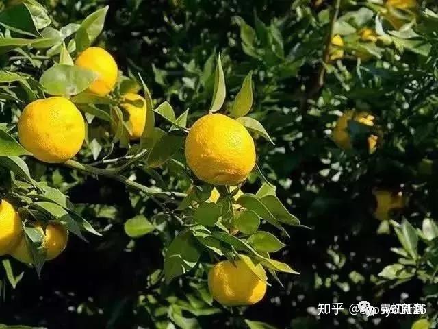 nursery选用日本高知县的新鲜柚子,那里环境天然纯净,出产的柚子香味