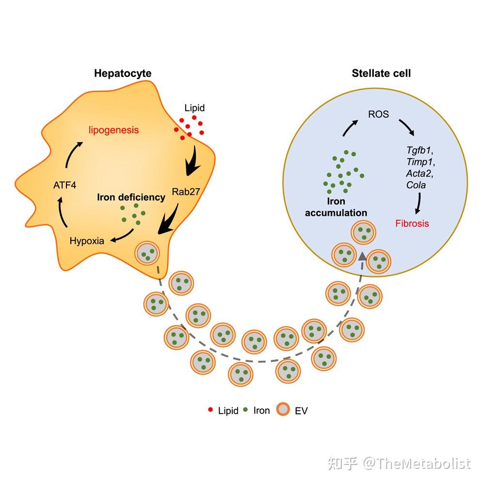 代谢学人--Cell Metabolism 8月刊代谢精选 - 知乎