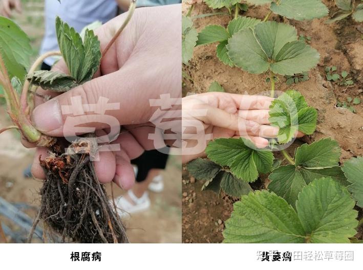 四,黄萎病发病幼苗新叶失绿变黄或弯曲畸形,叶片狭小呈船形,复叶上的