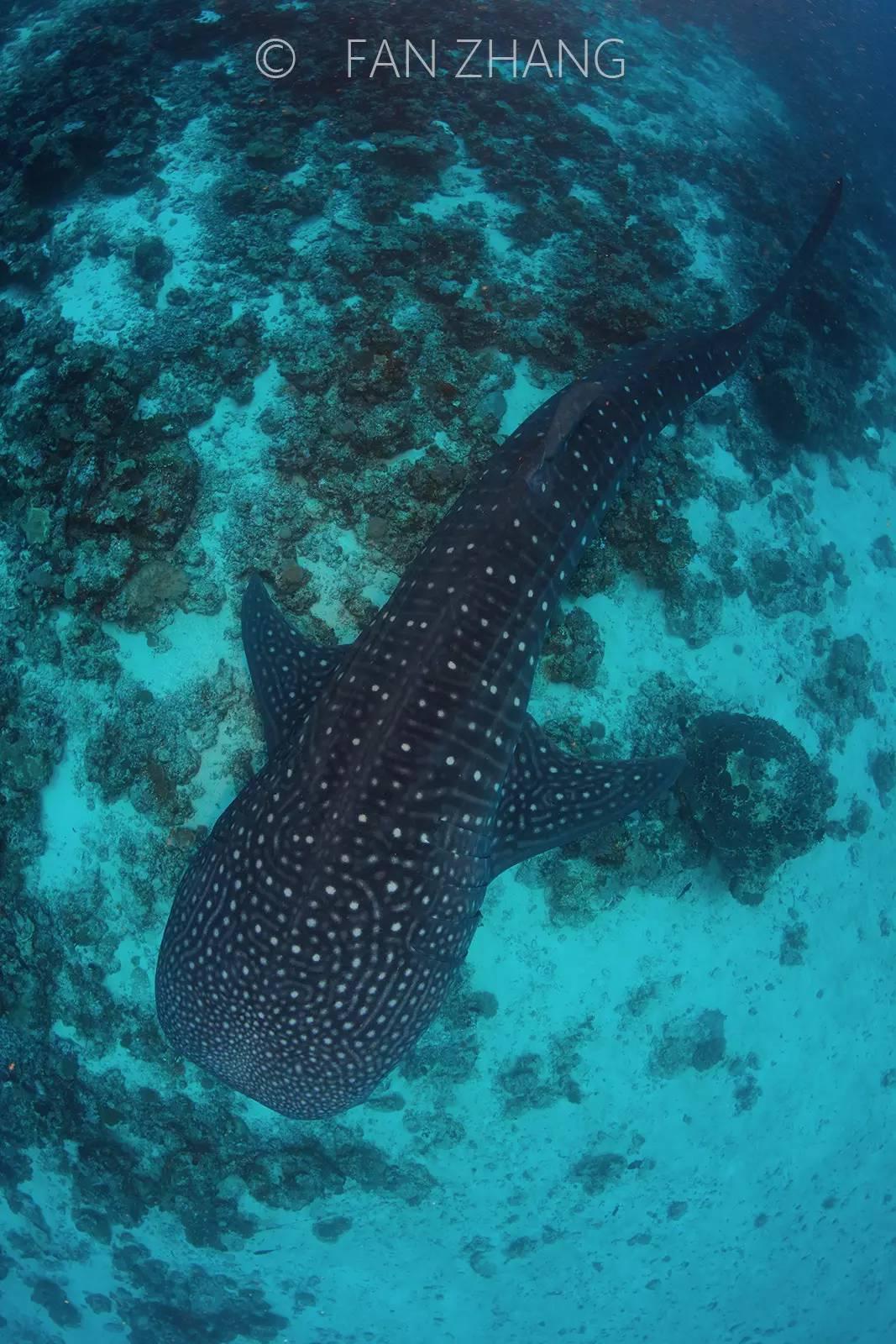长大不容易鲸鲨环球历险记