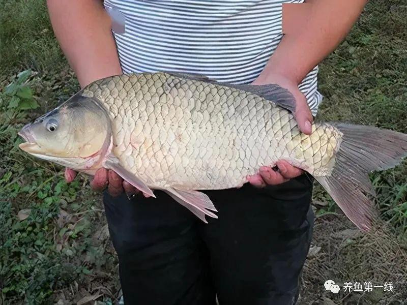 和鯉魚差不多,其父本和湘雲鯽一樣即鯽鯉雜交四倍體魚,但母本為芙蓉鯉