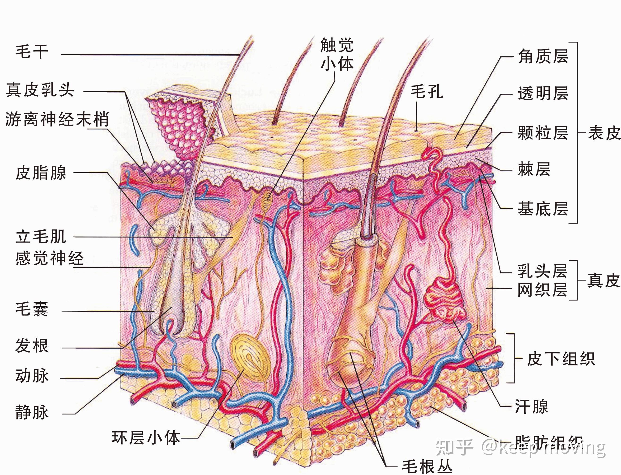 皮肤组织结构 - 知乎