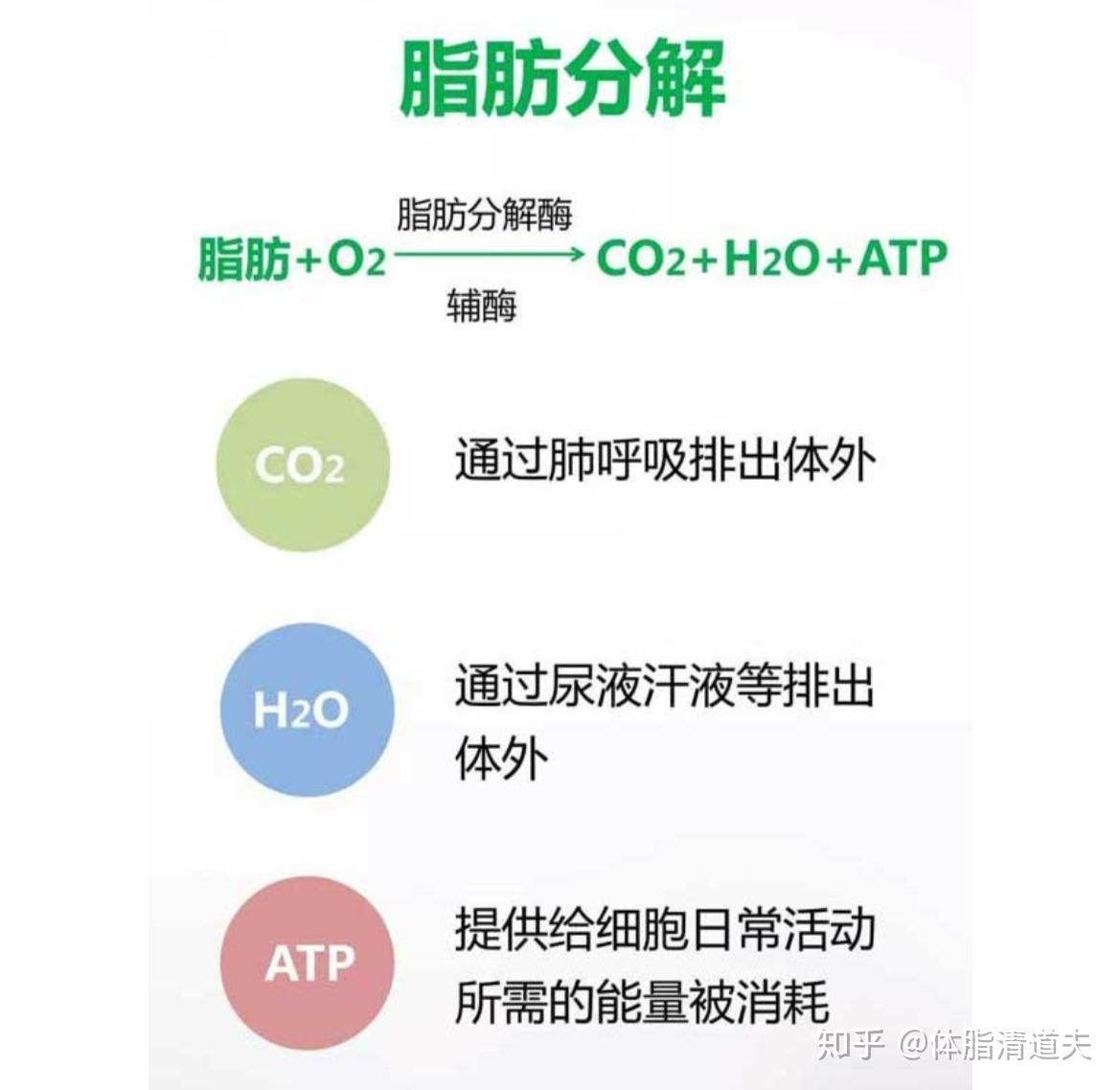 脂肪代谢的特点——脂肪的合成与分解 - 知乎