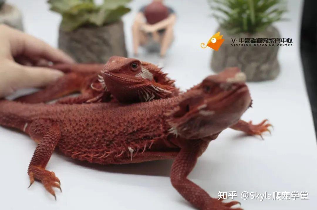 Viserion:鬃狮蜥重点之昼夜温度 - 知乎