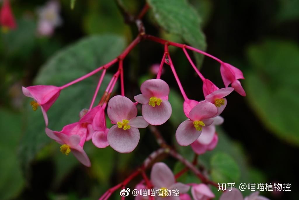 在中国原产的数百种秋海棠属植物中,以秋海棠最为多见.