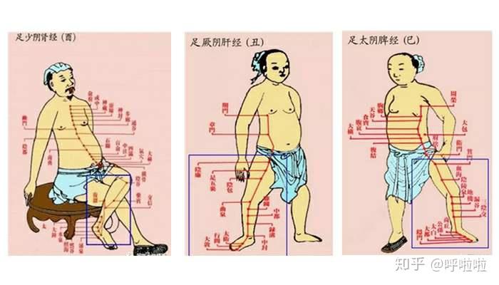 每天35下,让你比同龄人更美人体小腿内侧汇聚肝经,脾经,肾经于此.