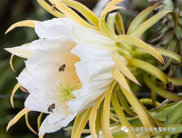 名贵燕窝果如何进行人工授粉