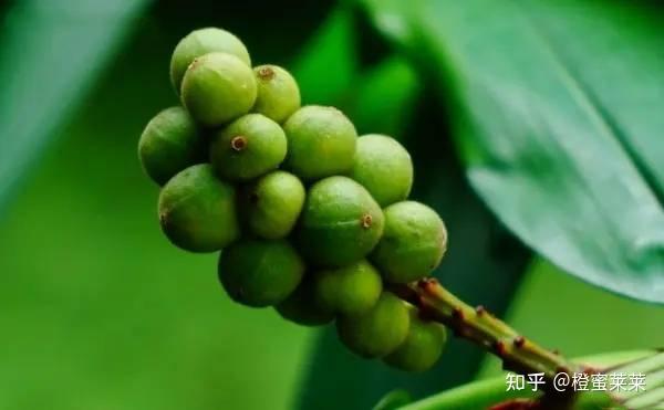 益智人丨本草食疗益智仁,健脾益肾“状元果” - 知乎