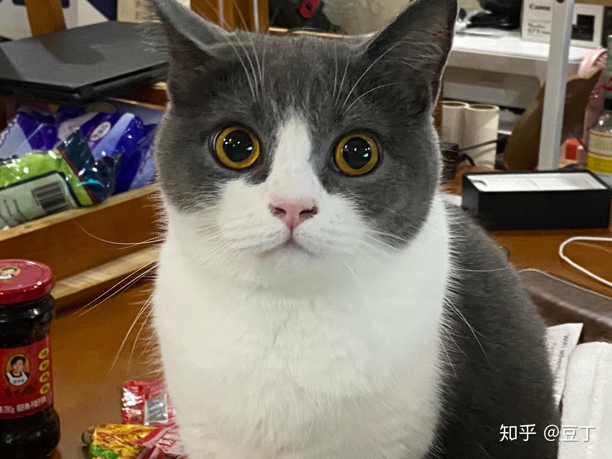 猫猪照片～持续更新中……今天没那么堵了,交替鼻塞,运动鼻子通气公司