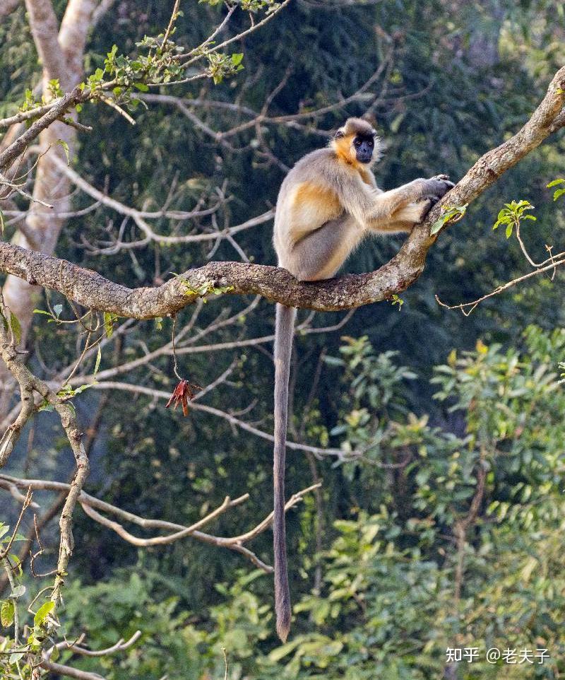 《国家重点保护野生动物名录》