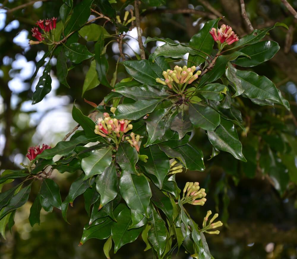 精油入门丁香花苞