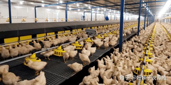 平养肉种鸡育成期应关注的细节管理点 - 知乎