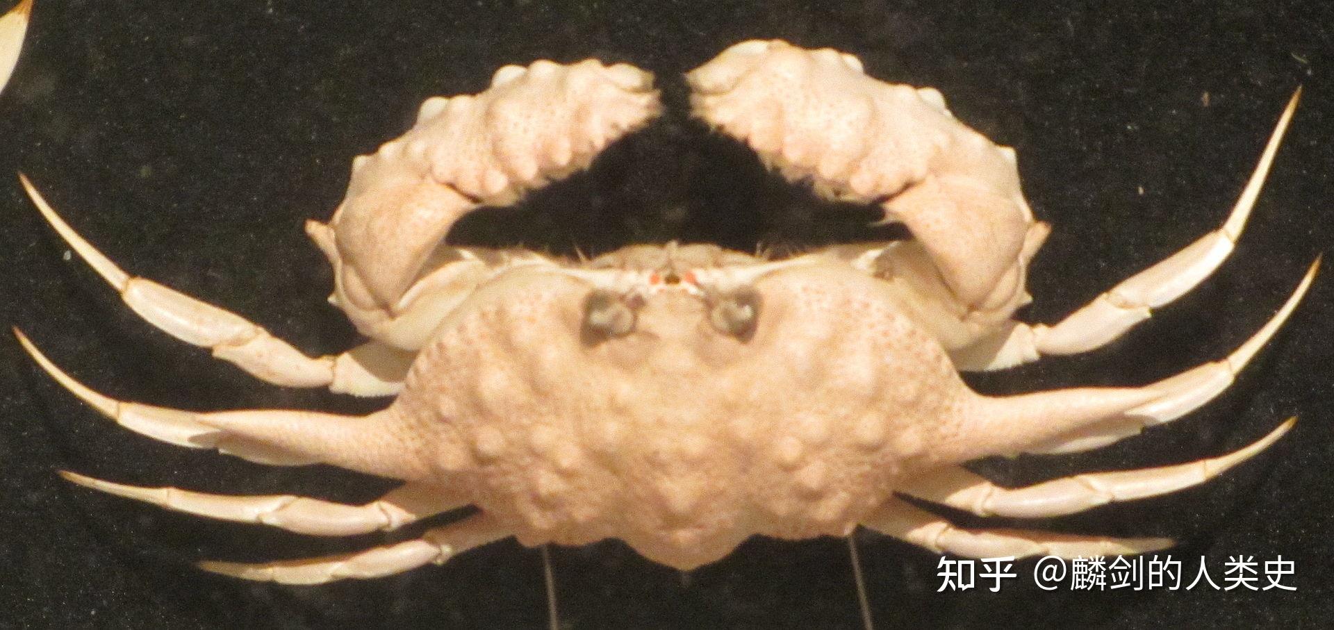 【动物界全系列】馒头蟹总科—馒头蟹科(下):筐形蟹