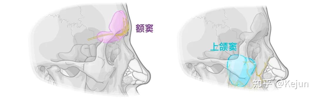 人体解剖学基础——鼻子篇 - 知乎