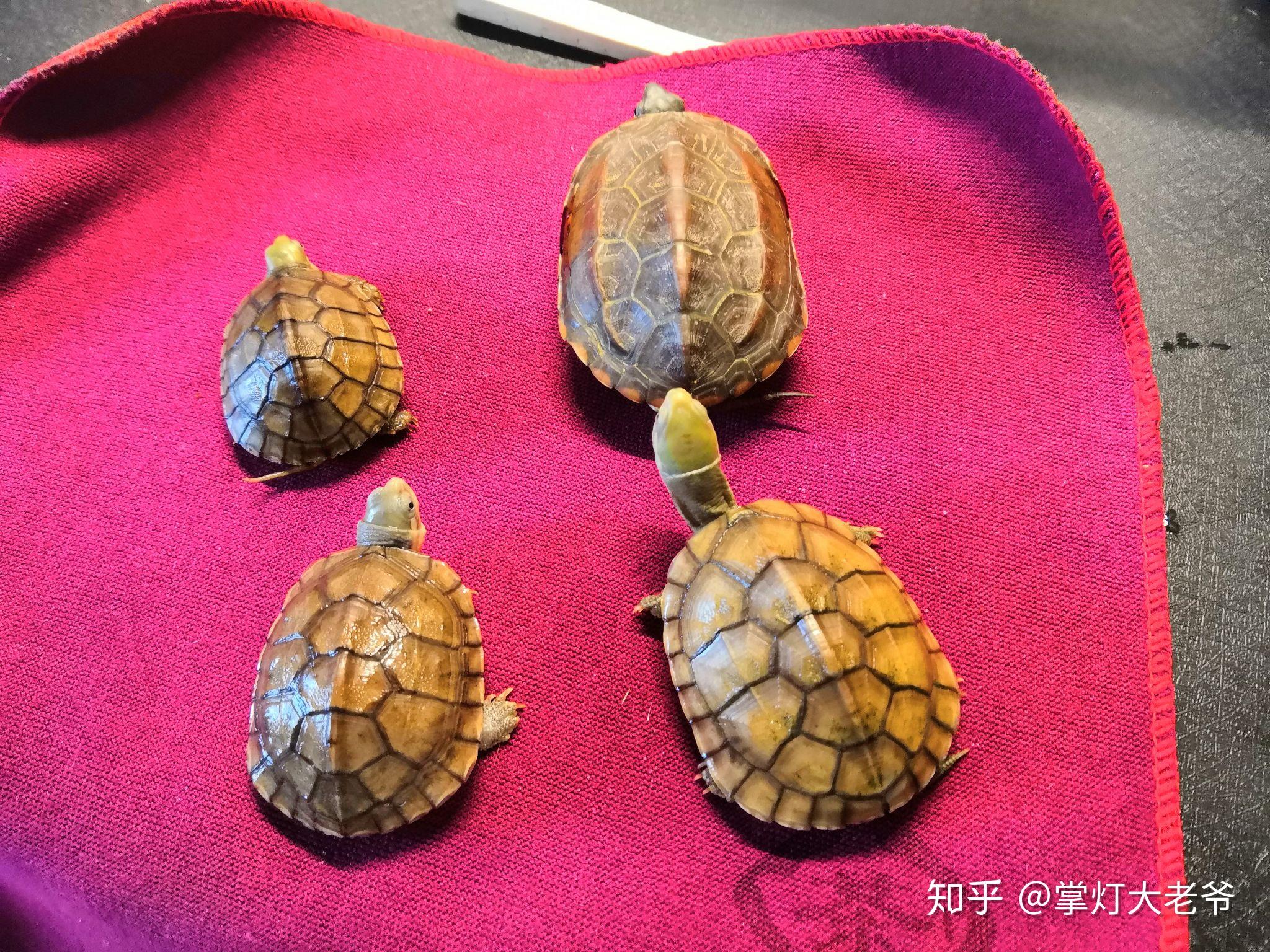 黄喉龟怎么区分公母