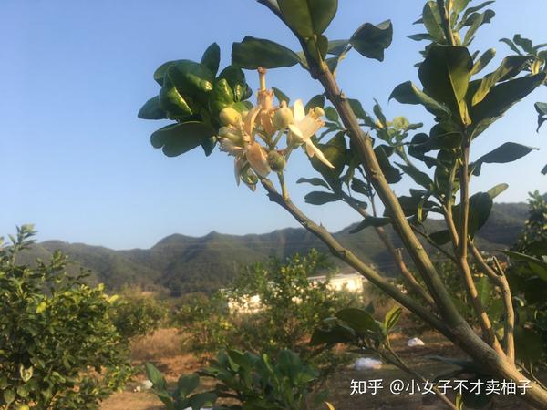 柚子叶的功效与作用及禁忌 - 知乎