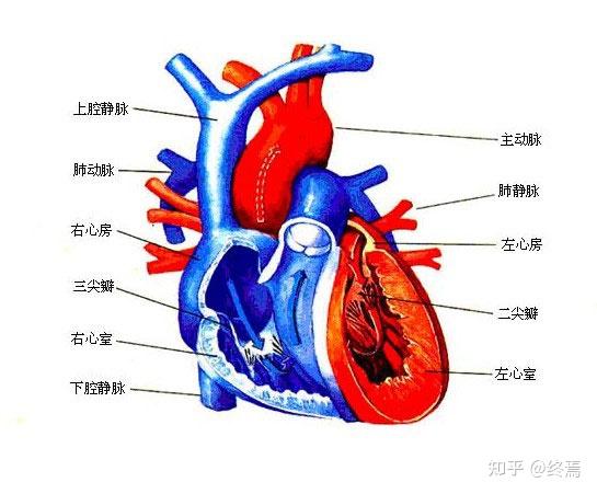 心脏半月瓣位置图片