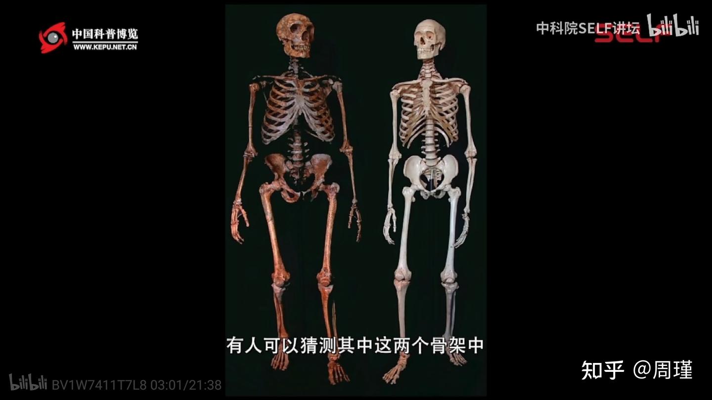 原始人~现代人的进化,与人类颜值呈正比例(民科版~~~) - 知乎