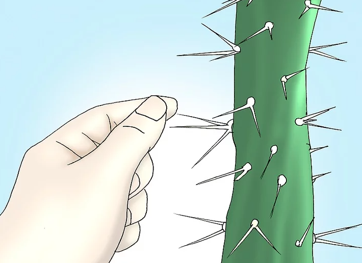 如何处理仙人掌刺