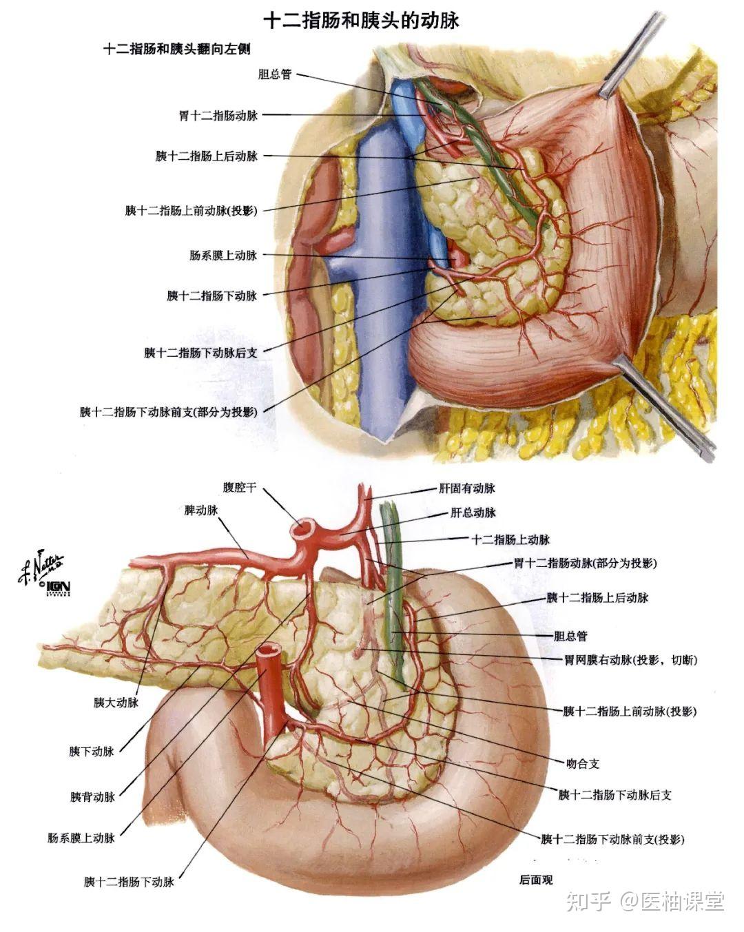 局部解剖学 腹部 — 结肠上区(胰,脾,肝门静脉)