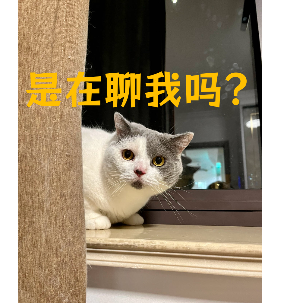 第一次养猫需要做好哪些心理准备？｜圣火喵喵教专栏01 知乎