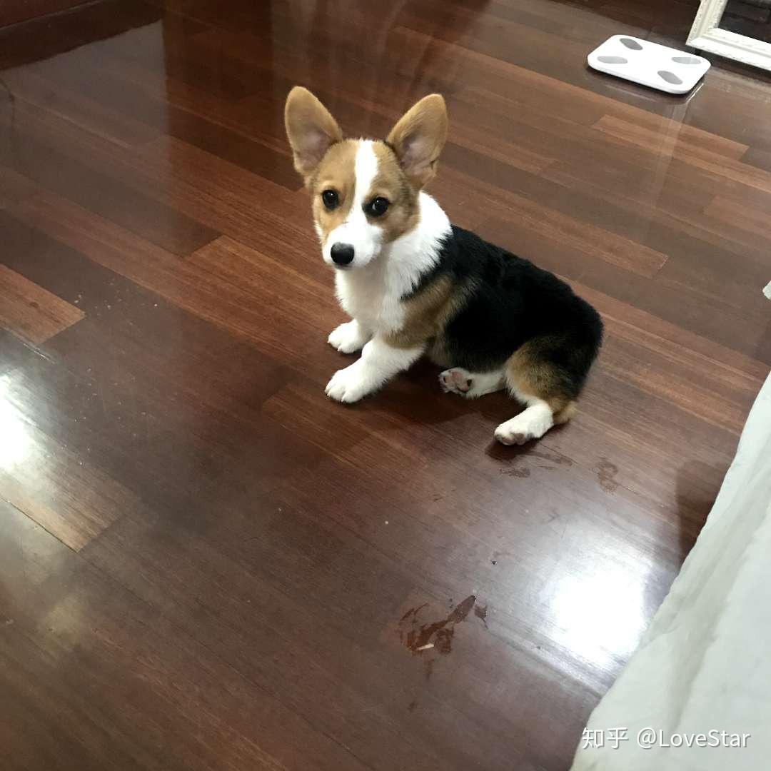 这个柯基纯不纯