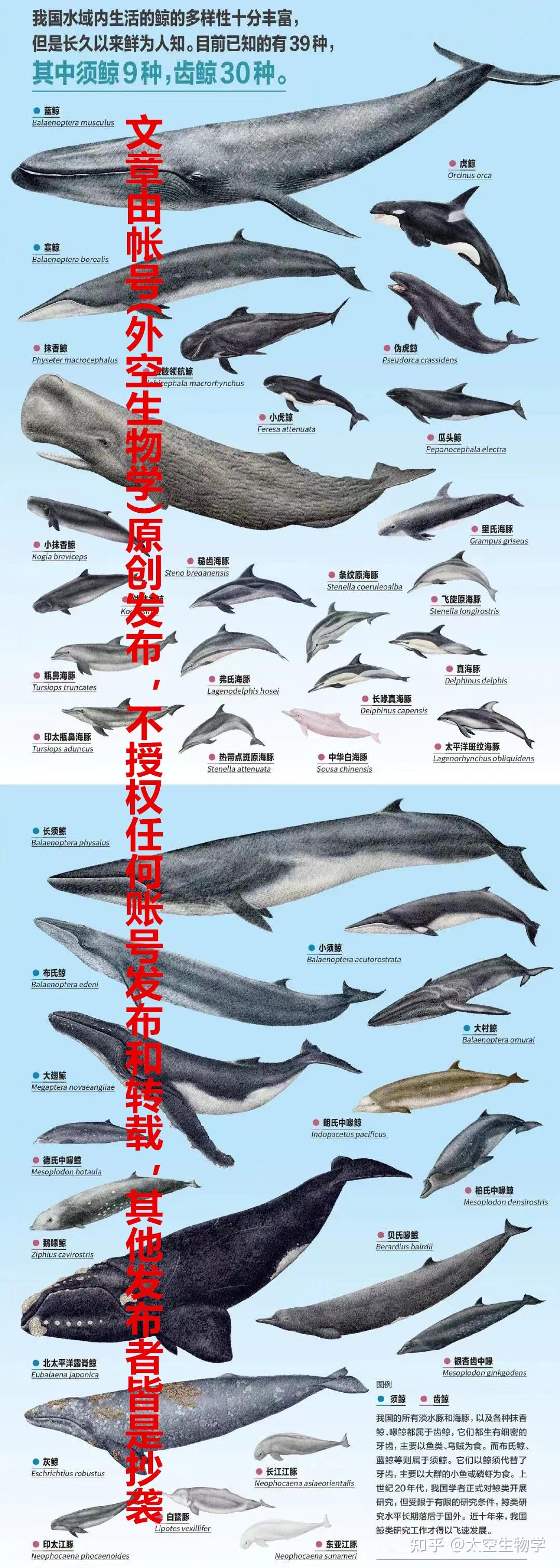 从生物进化角度分析「美人鱼」是否存在 - 知乎