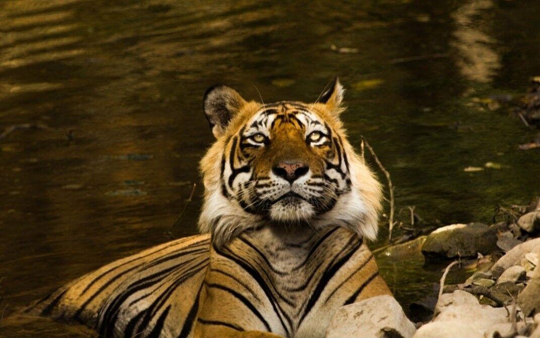 审判一只著名的食人虎王要不要毙了它