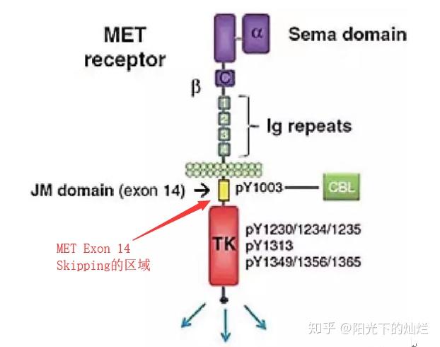 區域,產生14外顯子缺失的met蛋白,從而活化下促進腫瘤細胞生長與增殖